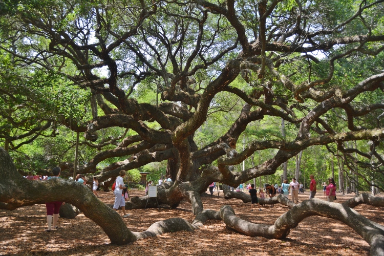 huge Angel Oak Tree